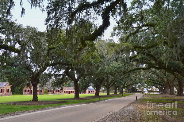 Boone Hall Plantation Art Print featuring the photograph Boone Hall Plantation by Catherine Sherman