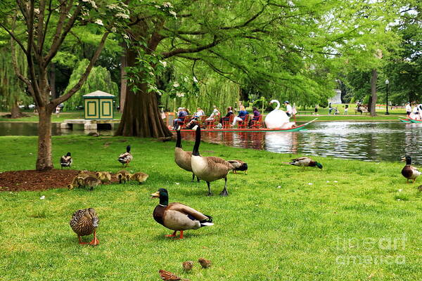 Boston Art Print featuring the photograph Boston and Her Birds by Elizabeth Dow