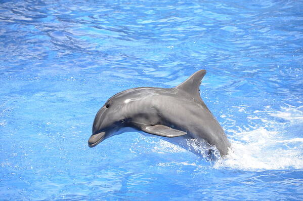 Dolphin Art Print featuring the photograph Bottlenose Dolphin Jumping in Pool by Artful Imagery