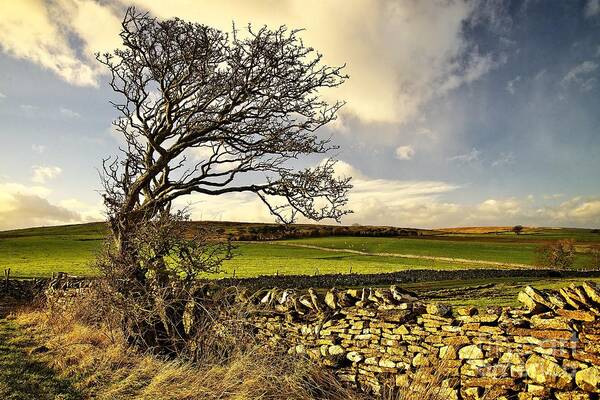 Tree In Winter Art Print featuring the photograph Bowing to the Wind by Martyn Arnold