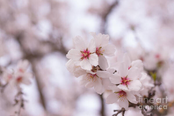 Blossoms Art Print featuring the photograph Branch Blossoms by Ana V Ramirez