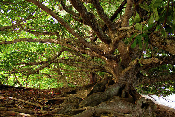 Branches Art Print featuring the photograph Branches And Roots by James Eddy