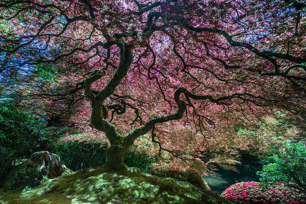 Portland Japanese Garden Art Print featuring the photograph Branches of Love by Chuck Jason