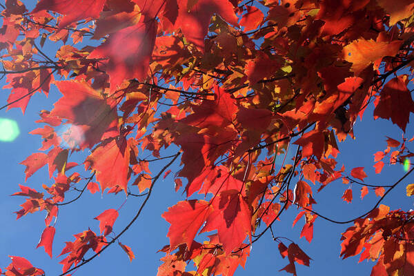Dry Art Print featuring the photograph Branches of red maple leaves on clear sky background by Emanuel Tanjala