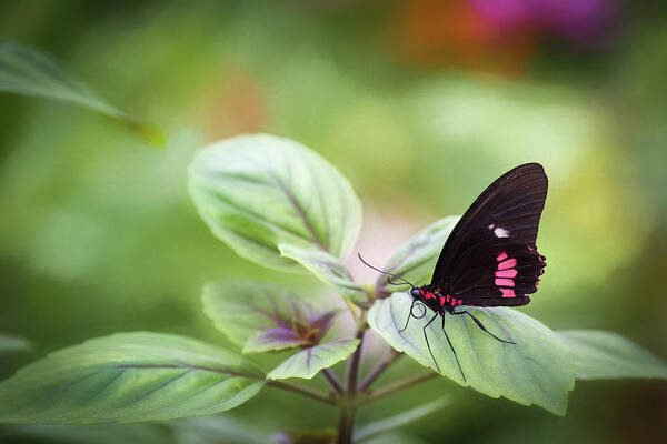 Photograph Art Print featuring the photograph Brave Butterfly by Cindy Lark Hartman