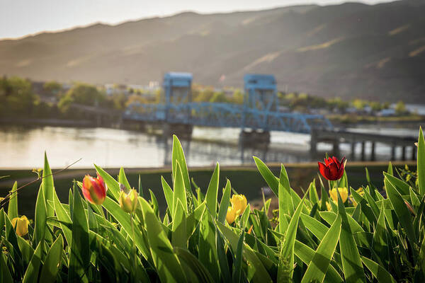 Tulips Art Print featuring the photograph Bridge through the Tulips by Brad Stinson