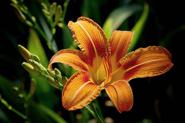 Native Day Lily Art Print featuring the photograph Bright Daylily by Karen McKenzie McAdoo