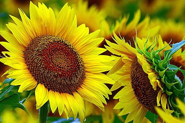 Golden Sunflowers Art Print featuring the photograph Bright Days Ahead by Karen McKenzie McAdoo
