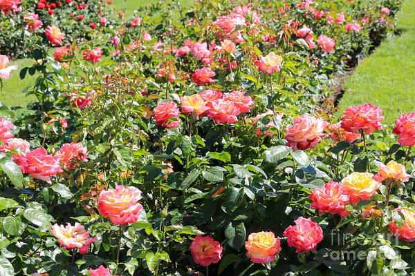 Rose Art Print featuring the photograph Bright Rose Garden by Carol Groenen