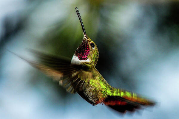 Colorado Art Print featuring the photograph Broad-tailed Hummingbird in Flight by Marilyn Burton