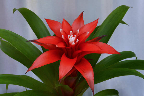 Bromeliad Art Print featuring the photograph Bromeliad by Terence Davis