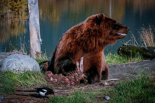 Wildlife Art Print featuring the photograph Brown Bear and Magpie by Benjamin Dahl