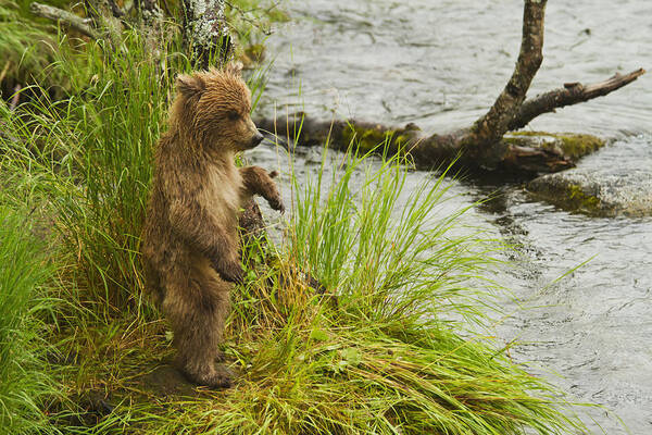 Alone Art Print featuring the photograph Brown Bear Ursus Arctos Cub Standing by Gary Schultz