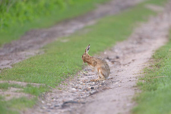 Brown Art Print featuring the photograph Brown Hare Cleaning by Pete Walkden