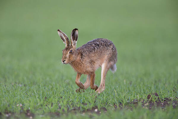 Brown Art Print featuring the photograph Brown Hare Running by Pete Walkden