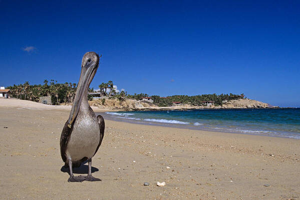 Pelican Art Print featuring the photograph Brown Pelican at the Baja by John Harmon