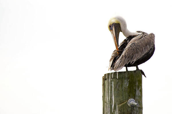 Bird Art Print featuring the photograph Brown Pelican on Piling by Bob Decker