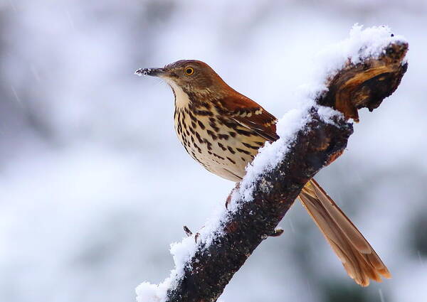Brown Thrasher Art Print featuring the photograph Brown Thrasher In Snow by Daniel Reed