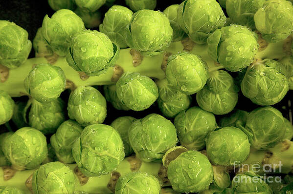 Brussels Sprouts Art Print featuring the photograph Brussels Sprouts by Inga Spence