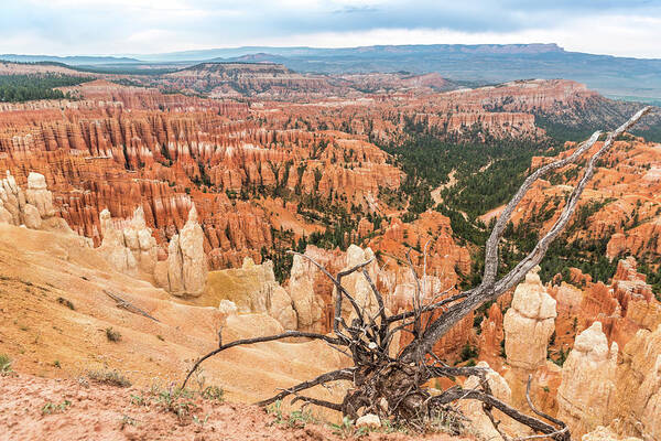 Bryce Canyon Art Print featuring the photograph Bryce Canyon by Fink Andreas