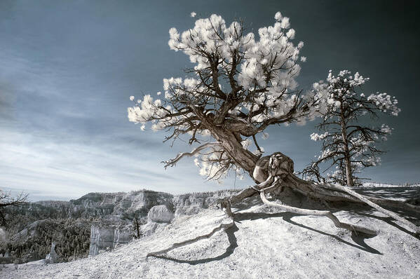 Landscape Art Print featuring the photograph Bryce Canyon Infrared Tree by Mike Irwin