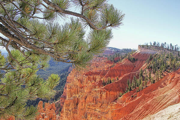 Bryce Canyon Art Print featuring the photograph Bryce Canyon National Park Pinyon Pine by Jennie Marie Schell
