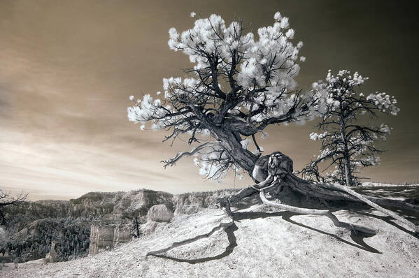 Bryce Art Print featuring the photograph Bryce Canyon Tree Sculpture by Mike Irwin