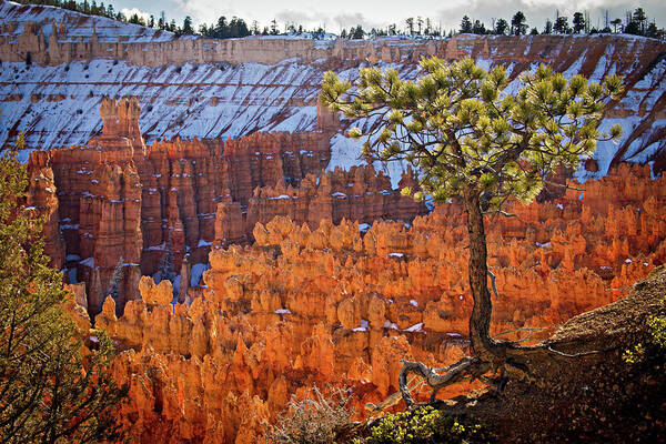 Bryce Canyon Art Print featuring the photograph Bryce Canyon by Wesley Aston