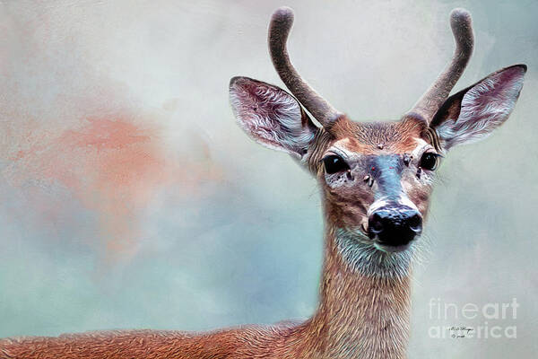 Deer Art Print featuring the photograph Buck Deer Portrait by DB Hayes