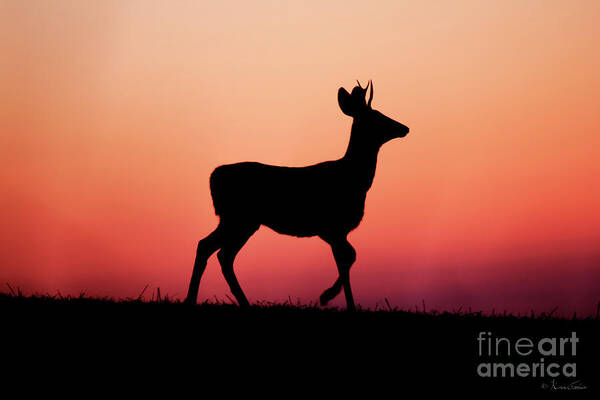 Deer Art Print featuring the photograph Buck Pride by Karen Goodwin
