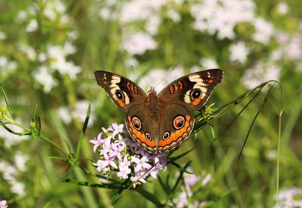 Nature Art Print featuring the photograph Buckeye Butterfly Posing by Sheila Brown