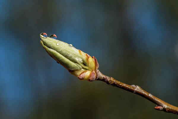 Bud Art Print featuring the photograph Buds with Water Drops by Paul Freidlund