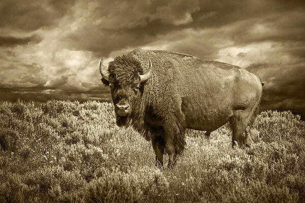 Buffalo Art Print featuring the photograph Buffalo Bison at Yellowstone in Sepia by Randall Nyhof