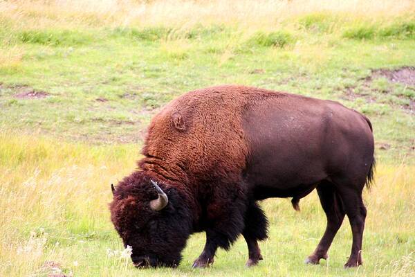 American Buffalo Art Print featuring the photograph Buffalo Roaming by Charlene Reinauer