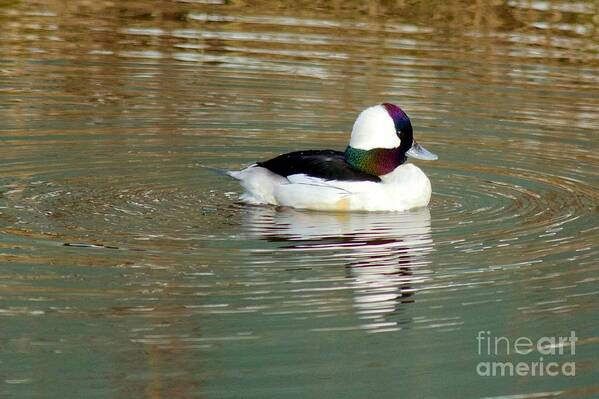 Photography Art Print featuring the photograph Bufflehead by Sean Griffin