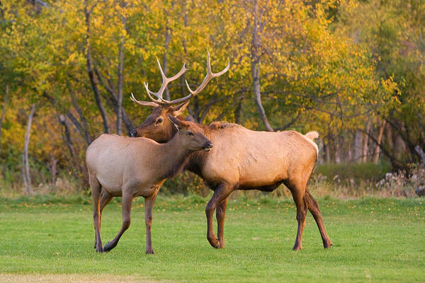 Autumn Art Print featuring the photograph Bull and Cow Elk - Rutting Season by James BO Insogna