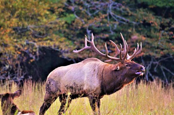 Rut Art Print featuring the photograph Bull calling his herd by Chuck Brown