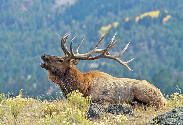 Bugle Art Print featuring the photograph Bull Elk Bugling by Wesley Aston