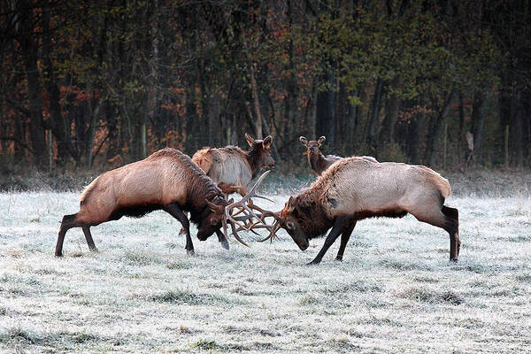 Bull Fight Art Print featuring the photograph Bull Elk Fighting in Boxley Valley by Michael Dougherty
