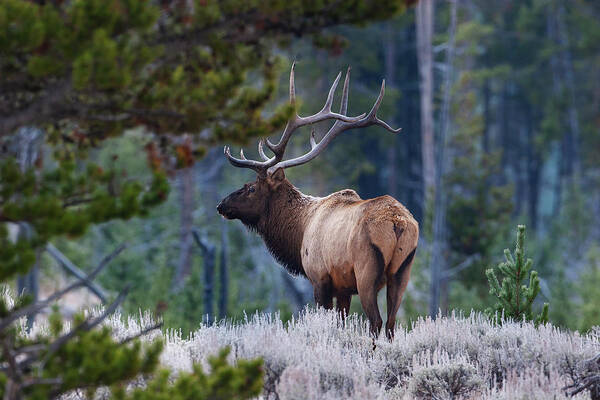 Mark Miller Photos Art Print featuring the photograph Bull Elk in Forest by Mark Miller