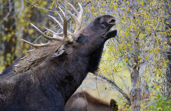 Bull Moose Art Print featuring the photograph Bull Moose by Adele Buttolph