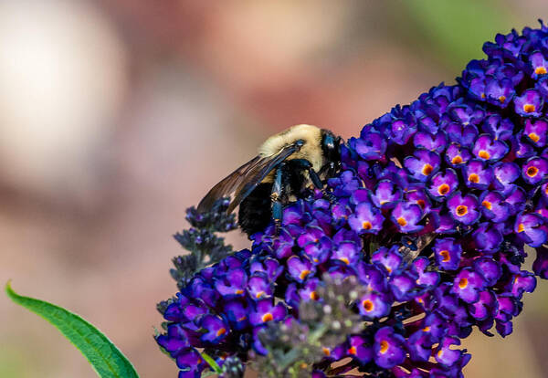 Bee Art Print featuring the photograph Bumble Bee by James L Bartlett