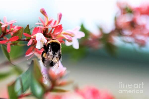 Pretty Art Print featuring the photograph Bumble Bee Love by Tracey Lee Cassin