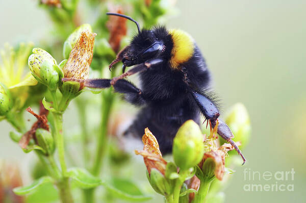Insect Art Print featuring the photograph Bumble bee on flower by Michal Boubin