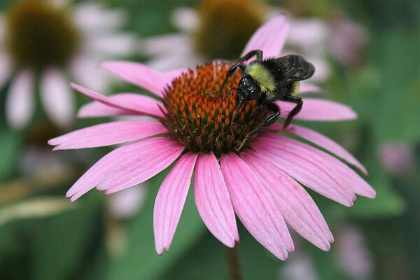 Nature Art Print featuring the photograph Bumble Bee on Pink Coneflower by Sheila Brown