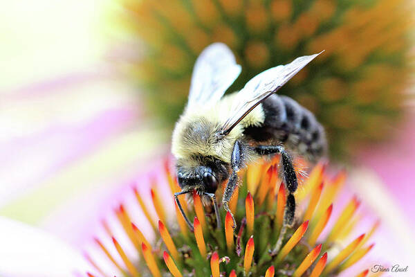 Bees Art Print featuring the photograph Bumble Bee Portrait by Trina Ansel