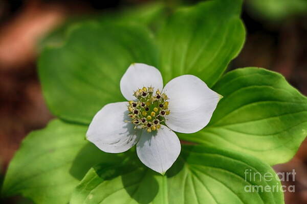 Bunchberry Art Print featuring the photograph Bunchberry Wild Flower by Elizabeth Dow