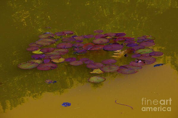 Burgundy Lily Pads Art Print featuring the photograph Burgundy Lily Pads, copper water by David Frederick