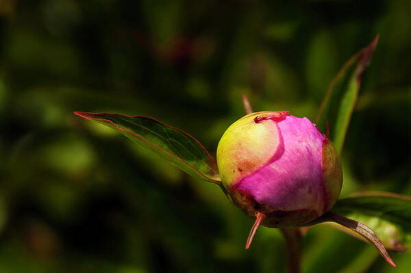 Peony Art Print featuring the photograph Busting Out by John Roach