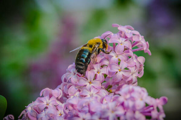 Flower Bee Garden Macro Closeup Pollen Nectar Bruce Pritchett Photography Art Print featuring the photograph Busy Bee by Bruce Pritchett